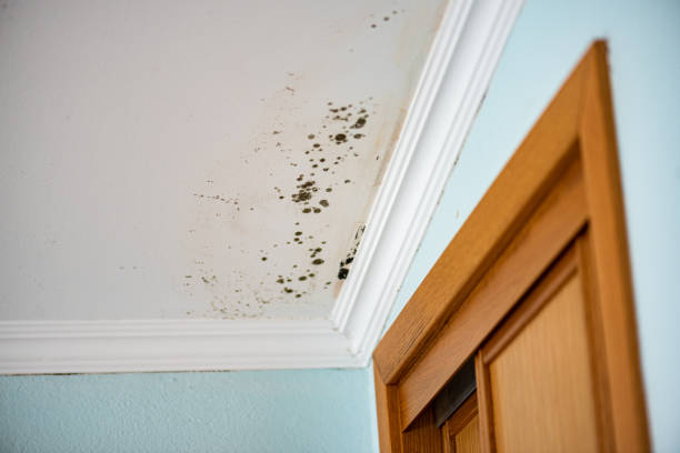 Best Attic Mold Removal  in Berkeley, MO