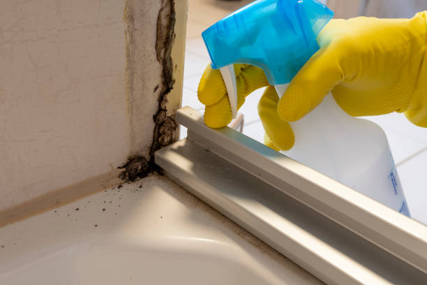 Best Mold Remediation  in Berkeley, MO