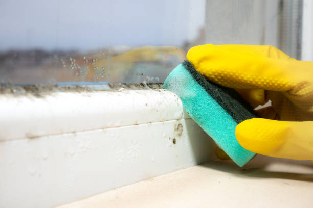 Best Home Mold Removal  in Berkeley, MO