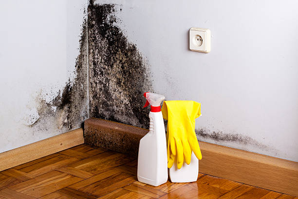  Berkeley, MO Mold Removal Pros
