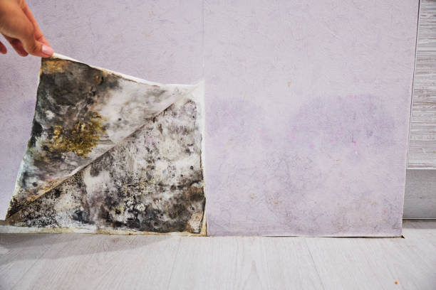 Mold Removal and Inspection in Berkeley, MO